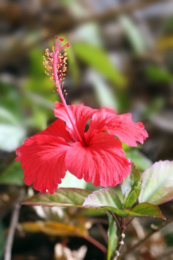 Hibiscus_flower